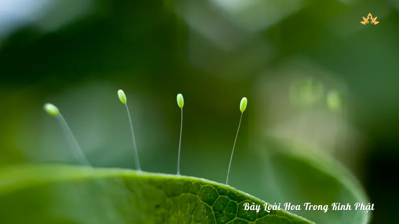 Bảy Loài Hoa Trong Kinh Phật