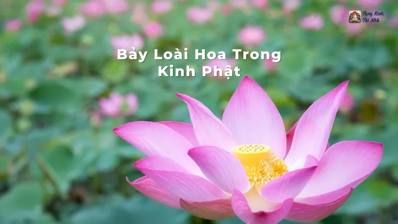 Bảy Loài Hoa Trong Kinh Phật